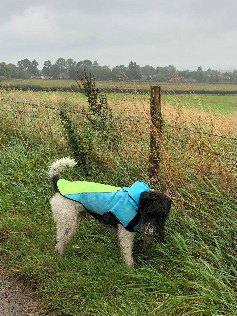 Medium size dog on sale raincoat